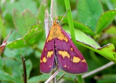 Pyrausta purpuralis