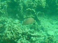 Cheilinus chlorourus