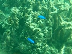 Pomacentrus coelestis