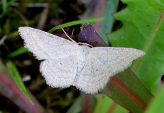 Scopula virgulata