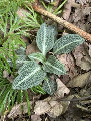 Goodyera pubescens