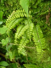 Hymenasplenium unilaterale