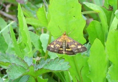 Pyrausta ostrinalis