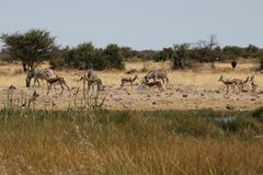 Equus quagga burchellii