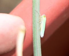Cicadella viridis