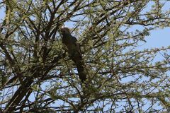 Corythaixoides concolor pallidiceps