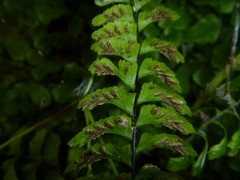 Hymenasplenium unilaterale