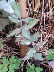 Erysiphe macleayae