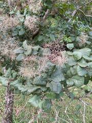 Cotinus