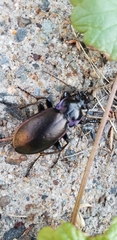 Carabus nemoralis