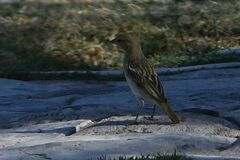Ploceus velatus