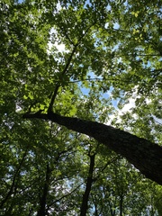 Quercus montana