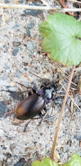 Carabus nemoralis