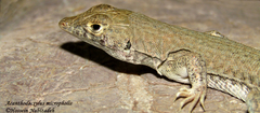 Acanthodactylus micropholis