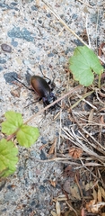 Carabus nemoralis