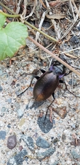 Carabus nemoralis