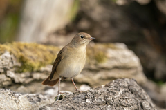 Luscinia megarhynchos