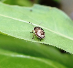 Holcostethus sphacelatus