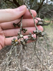 Eucalyptus hebetifolia