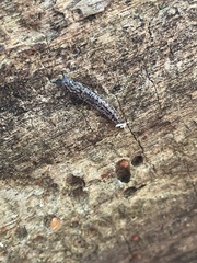 Philomycus carolinianus