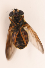 Sericomyia