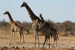 Giraffa camelopardalis angolensis