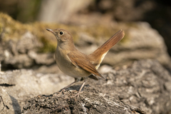Luscinia megarhynchos