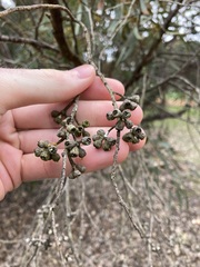 Eucalyptus hebetifolia