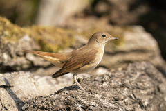 Luscinia megarhynchos