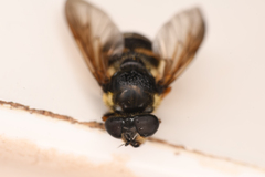 Sericomyia