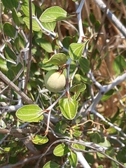 Ziziphus lotus