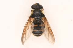 Sericomyia