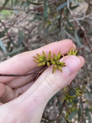 Eucalyptus hebetifolia