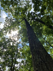 Quercus montana