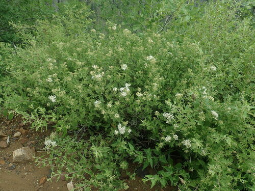 Image of Ageratina herbacea by no rights reserved