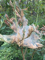 Saucrobotys futilalis