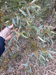 Eucalyptus hebetifolia