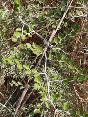 Ziziphus lotus