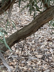 Eucalyptus hebetifolia