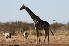 Giraffa camelopardalis angolensis