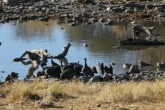 Numida meleagris coronatus