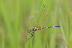 Trithemis pallidinervis