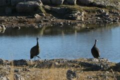 Numida meleagris coronatus