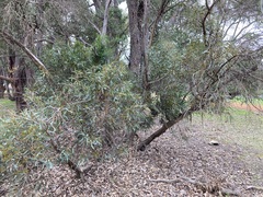 Eucalyptus hebetifolia
