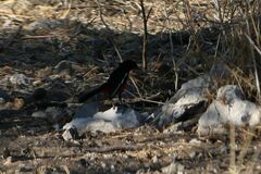 Laniarius atrococcineus
