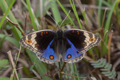 Junonia orithya