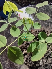 Diabrotica speciosa