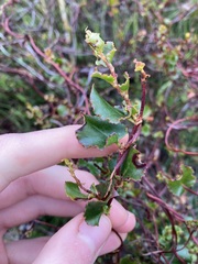 Muehlenbeckia adpressa