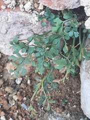 Asplenium ruta-muraria