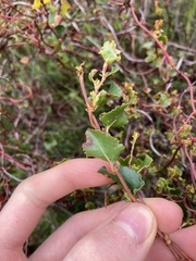 Muehlenbeckia adpressa